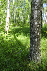 Obraz premium Landscape with the image of a summer forest