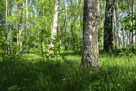 Landscape with the image of a summer forest