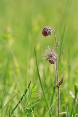 Purple flower bud of Geum rivale growing in green grass on a boggy soil, blurry background, vertical image