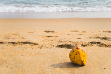 Empty coconut on the beach with a sea at the background.