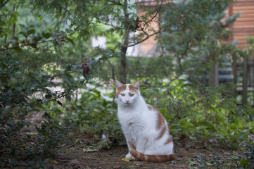 Cat in Garden