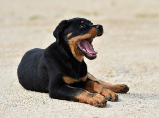rottweiler