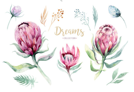 Hand drawing isolated watercolor floral illustration with protea rose, leaves, branches and flowers. Bohemian gold crystal frames. Elements for greeting wedding card.