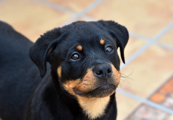 Obraz premium rottweiler