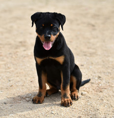 Fototapeta premium rottweiler
