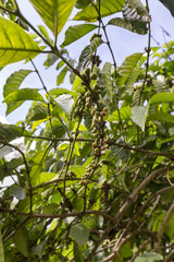 Portrait view of coffee beans growing near the Kelimutu National Park in East Nusa Tenggara, Indonesia.