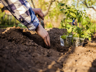 close up planting seeds in the garden