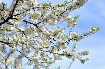 Blossoming apple tree.