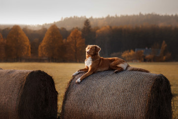 The dog lies on a haystack. Pet on the nature. Nova Scotia Duck Tolling Retriever in nature....