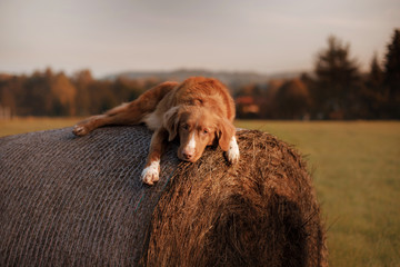 The dog lies on a haystack. Pet on the nature. Nova Scotia Duck Tolling Retriever in nature....