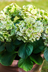 Green Hydrangea Flowers in the Garden