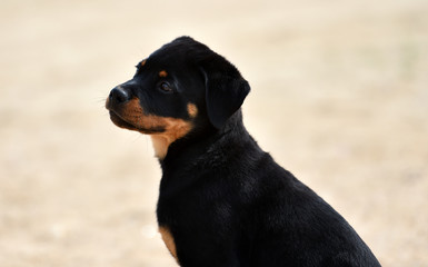 Obraz premium rottweiler