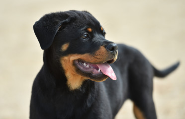 rottweiler