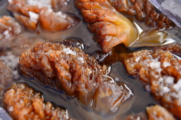 The beautiful jellyfish