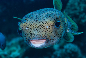 Porcupinefish