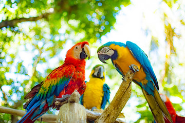 Birds from Colombia