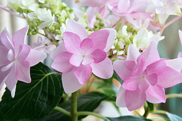 Purple Hakuji Hydrangea