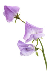 Flowers of sweet pea, isolated on white background