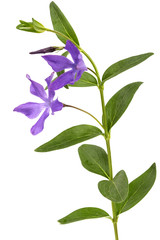 Fototapeta na wymiar Blue flower of periwinkle, lat. Vinca, isolated on white background