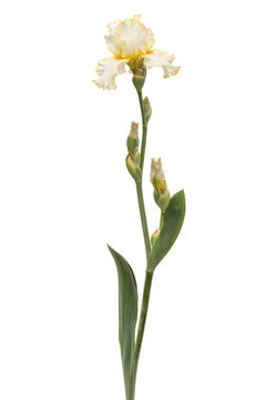 Yellow flower of iris, isolated on white background