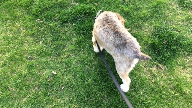 Cockapoo dog with a leash smelling /sniffing grass, and walks away