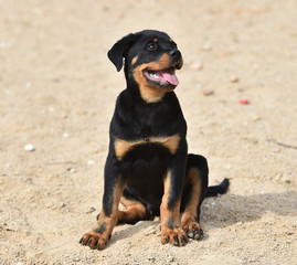 rottweiler