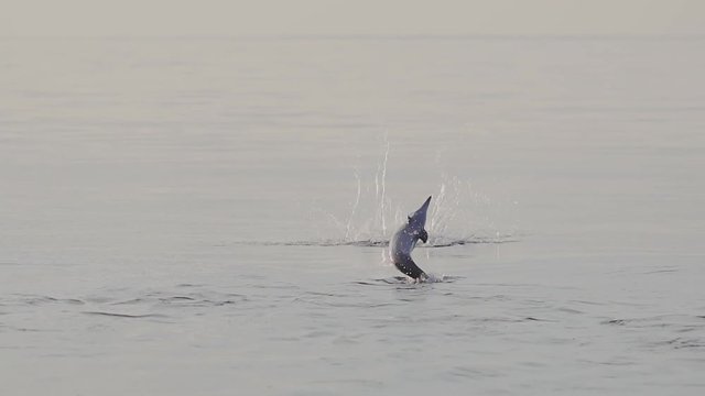 Maldivian Spinner Dolphins, Stenella Longirostris, Leaping Out Of The Water One After Another. Long Shot In Slow Motion.