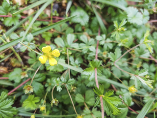 Tormentil, septfoil or erect cinquefoil