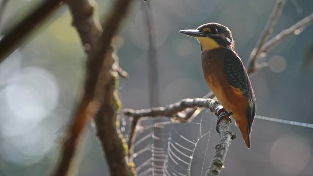 Kingfisher or Alcedo atthis perches on branch