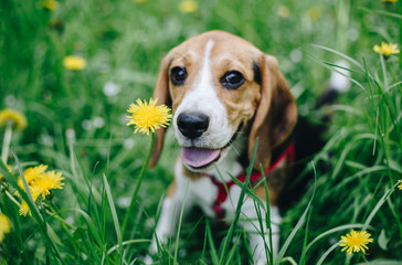 Portrait of beautiful beagle puppy dog lying in the green grass among yellow dandelion flowers....