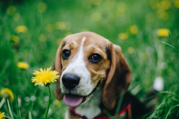 Portrait of adorable little beagle dog on the blurred green grass background with yellow flowers....