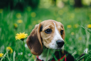 Close up portrait of beagle puppy sitting on a green meadow with yellow flowers
