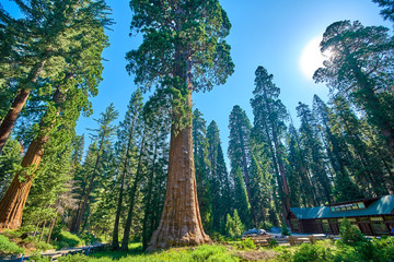 Giant Sequoia Trees In Sequoia National Park California USA in the vicinity of the Museum and...