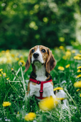 Beautiful portrait of cute beagle puppy sitting in the green grass with yellow flowers in the...