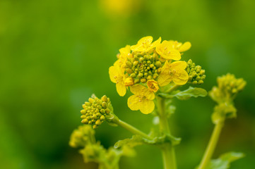 菜の花