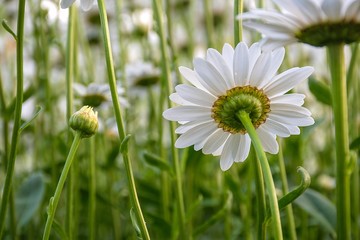 back view of white daisy in summer garden