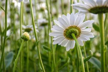 Crédence de cuisine en verre imprimé Marguerites back view of white daisy in summer garden