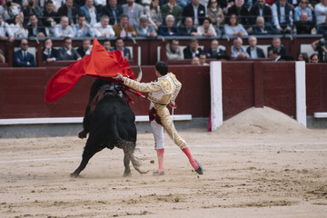 Man bullfighter dressed in bullfighting costume.