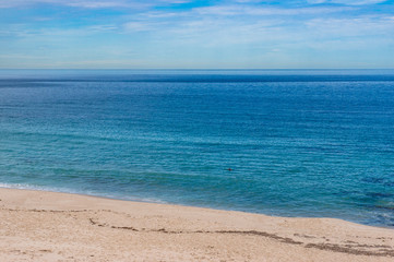 Ocean beach with dolphin playing near the shore