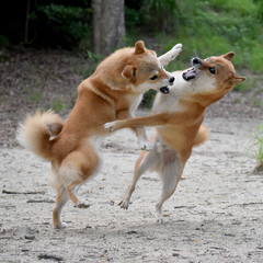 柴犬・戯れ