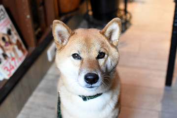 柴犬・ドッグカフェ・カメラ目線