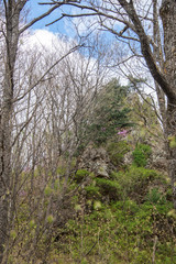 Rhododendron purple flowers in forest on mountain slopes