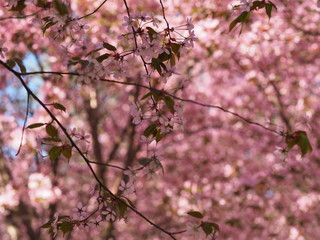 Cherry blossom trees at the Roihuvuoren Kirsikkapuisto in Helsinki, Finland