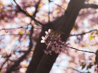 Cherry blossom trees at the Roihuvuoren Kirsikkapuisto in Helsinki, Finland