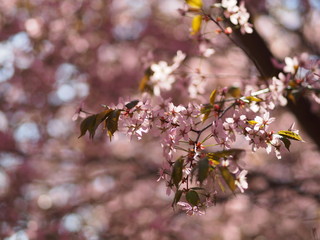 Cherry blossom trees at the Roihuvuoren Kirsikkapuisto in Helsinki, Finland