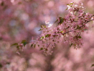 Cherry blossom trees at the Roihuvuoren Kirsikkapuisto in Helsinki, Finland