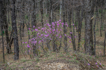 Fototapeta na wymiar Rhododendron purple flowers in forest on mountain slopes