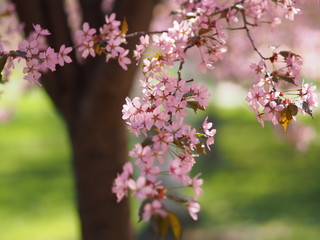 Obraz premium Cherry blossom trees at the Roihuvuoren Kirsikkapuisto in Helsinki, Finland