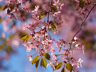 Cherry blossom trees at the Roihuvuoren Kirsikkapuisto in Helsinki, Finland