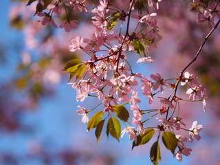 Cherry blossom trees at the Roihuvuoren Kirsikkapuisto in Helsinki, Finland